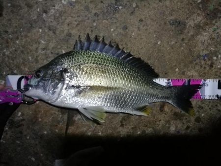 南港ヘチ釣行 （7/18 パラ雨の中の釣行…