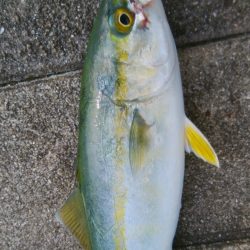 出勤前の短時間釣行