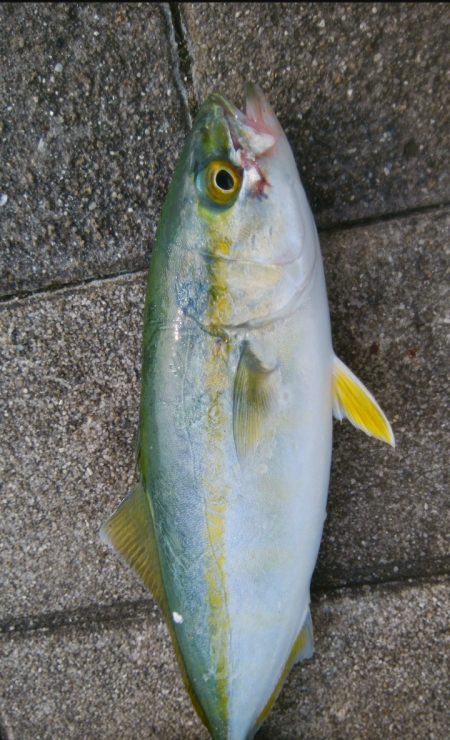 出勤前の短時間釣行