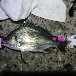 南港ヘチ釣行 （7/20 曇り空の南港釣行 キビレチヌ、ガシラ 釣果有り）