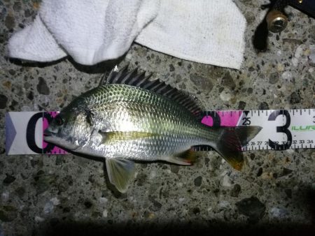 南港ヘチ釣行 （7/20 曇り空の南港釣行…