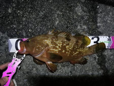 南港ヘチ釣行 （7/21 レア魚きた！！ア…