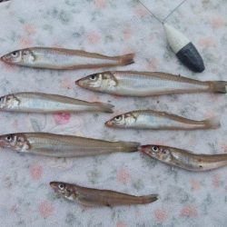 東二見西水道のキス情報