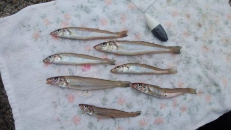 東二見西水道のキス情報