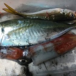 アジ、シロイカ不調
