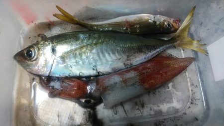 アジ、シロイカ不調