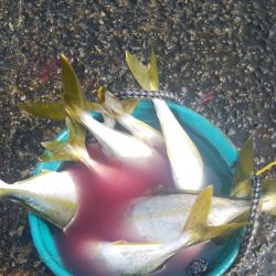 久々によく釣れたけど小さい