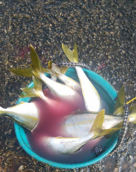 久々によく釣れたけど小さい