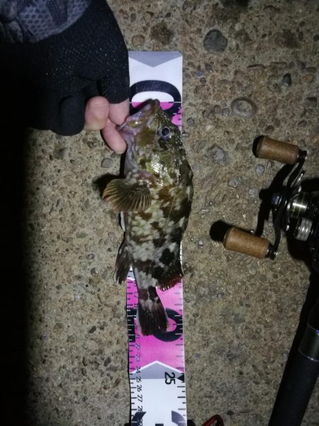 南港ヘチ釣行 （7/25 久々の南港浮遊ゴ…