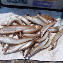 播磨新島のキス情報