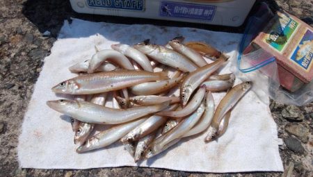 播磨新島のキス情報