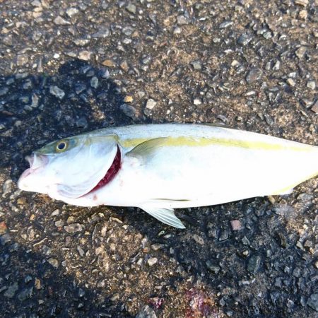 ツバス、タコ、小サバ、小アジ