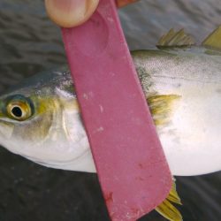 連日ツバッシング