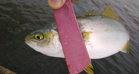 連日ツバッシング