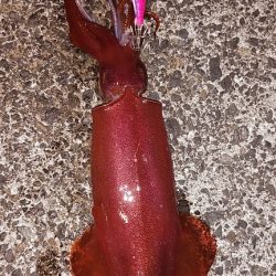 白イカと鯵を釣りました