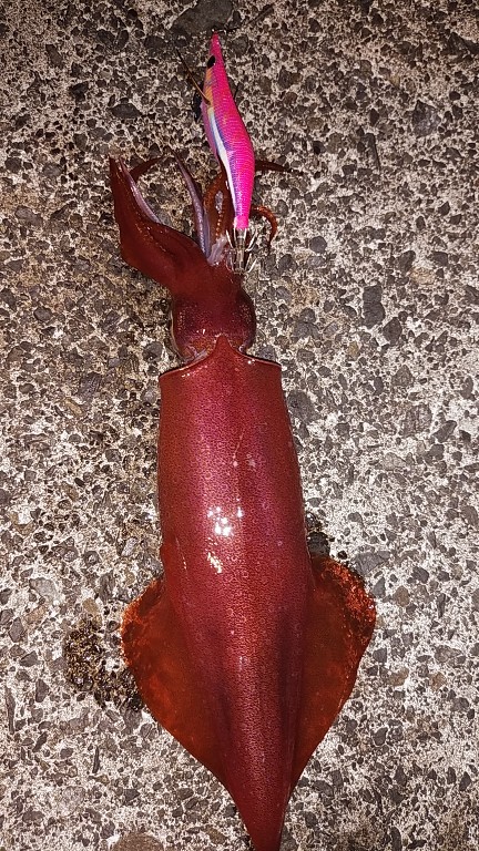 白イカと鯵を釣りました