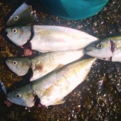 ノマセ釣りでツバス