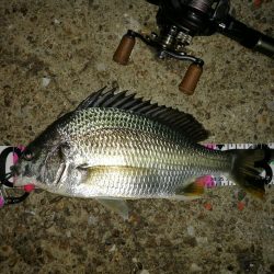 南港ヘチ釣行 (7/30 まだまだ浮遊ゴミの多い南港ヘチ。。キビレチヌ33cm、黒メバル21cm、ガシラ 釣果有り)