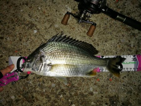 南港ヘチ釣行 (7/30 まだまだ浮遊ゴミの多い南港ヘチ。。キビレチヌ33cm、黒メバル21cm、ガシラ 釣果有り)