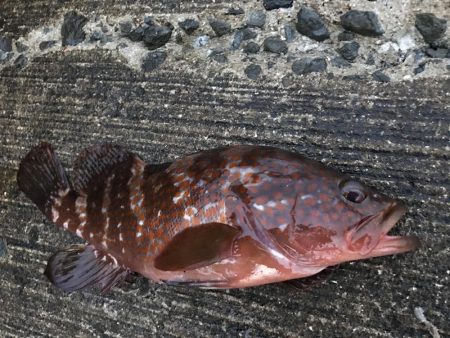 まさかのアコウ