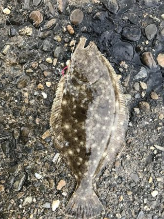 ライトショアジギング3目