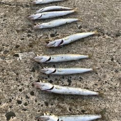 夏のライトショアジギング