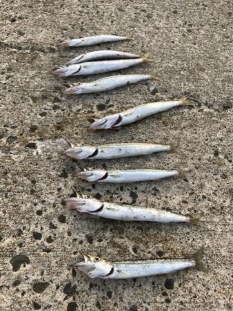 夏のライトショアジギング