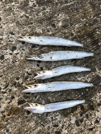 夏のライトショアジギング2