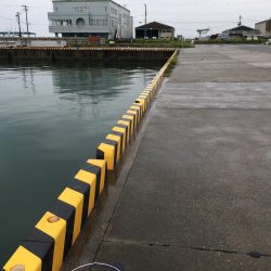 ガシラ7匹、コアジ匹、コサバ1匹