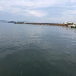 ツバスの子、良型アジ、ボラ、ガシラ