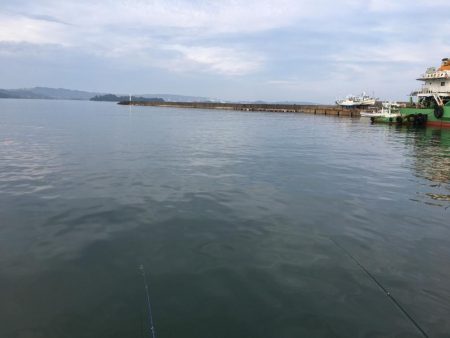 ツバスの子、良型アジ、ボラ、ガシラ