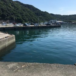 スズメダイ9匹、豆アジ1匹