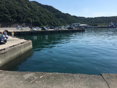 スズメダイ9匹、豆アジ1匹