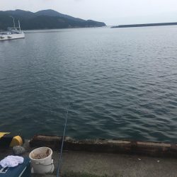 良型アジ、サヨリ、チャリコ等