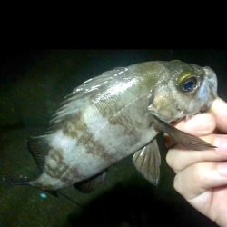 まだ行ってます！