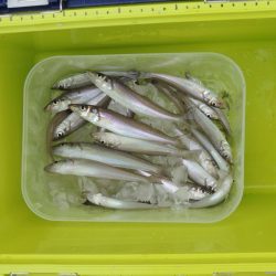 梅雨のキス釣り