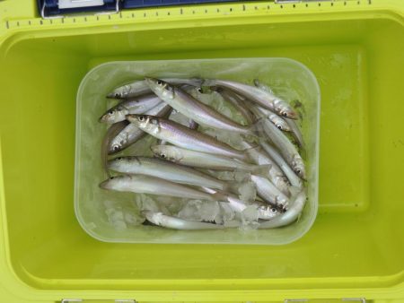 梅雨のキス釣り