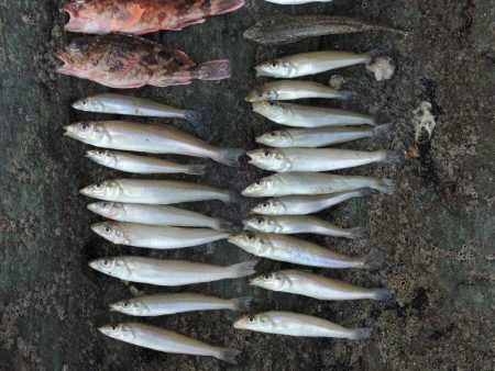 梅雨明けの五目釣り