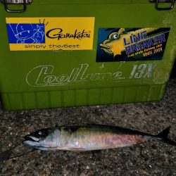 おおお　おおサバ