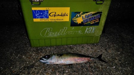 おおお　おおサバ