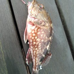 ライトショアジギング