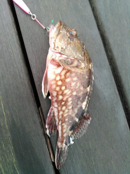 ライトショアジギング