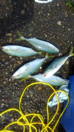 最近パッとしない遠州灘