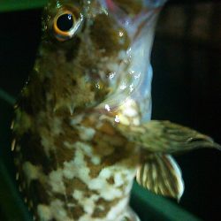 浜名湖 ライトゲーム