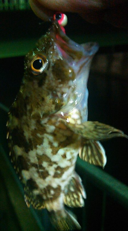 浜名湖 ライトゲーム