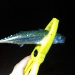 浜名湖 ライトゲーム