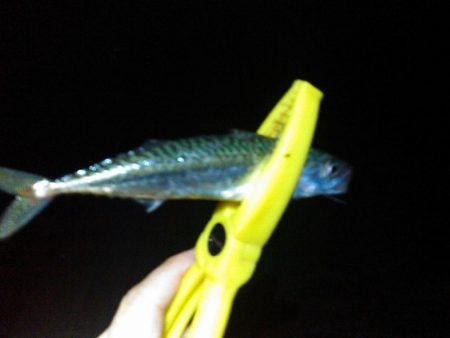 浜名湖 ライトゲーム