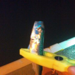 浜名湖 ライトゲーム