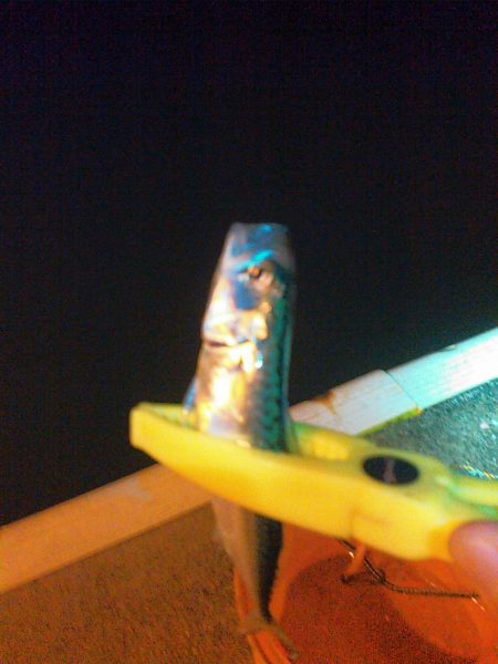 浜名湖 ライトゲーム