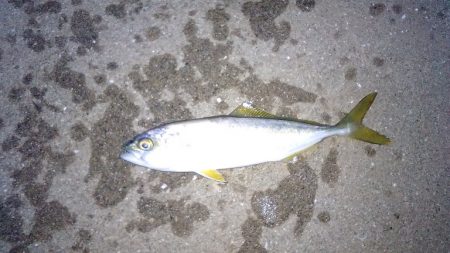 アジングに行ったのですが